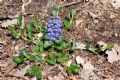 Ajuga reptans